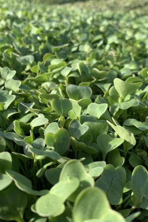 Chef in hotel or restaurant kitchen cooking, only hands. He is working on the micro herb decoration. Preparing tomato soup.