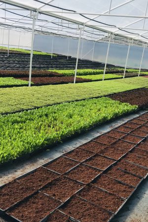 Chef in hotel or restaurant kitchen cooking, only hands. He is working on the micro herb decoration. Preparing tomato soup.
