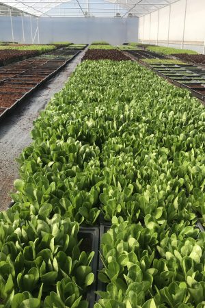 Chef in hotel or restaurant kitchen cooking, only hands. He is working on the micro herb decoration. Preparing tomato soup.
